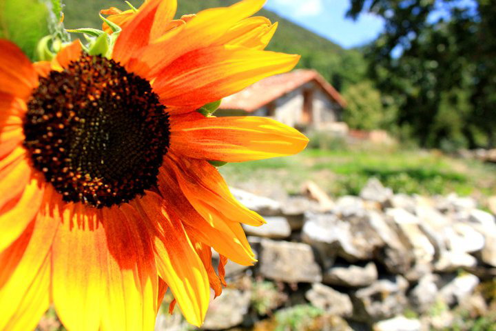 Gira, gira, gira el sol.